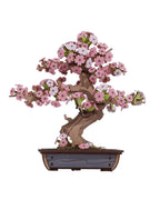 Bonsai Tree Collection – DIY Wooden Bonsai Model Kit