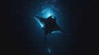Manta Ray – Mechanical Marine Life Model Kit